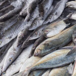 Togo : Alerte sanitaire maximale suite à la découverte de nombreux poissons morts à Lomé