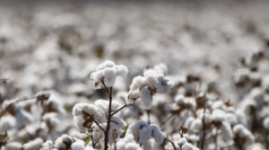 Togo-coton-800x445.png